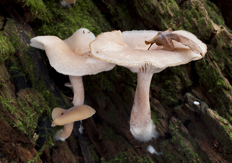 Clitocybe subbulbipes